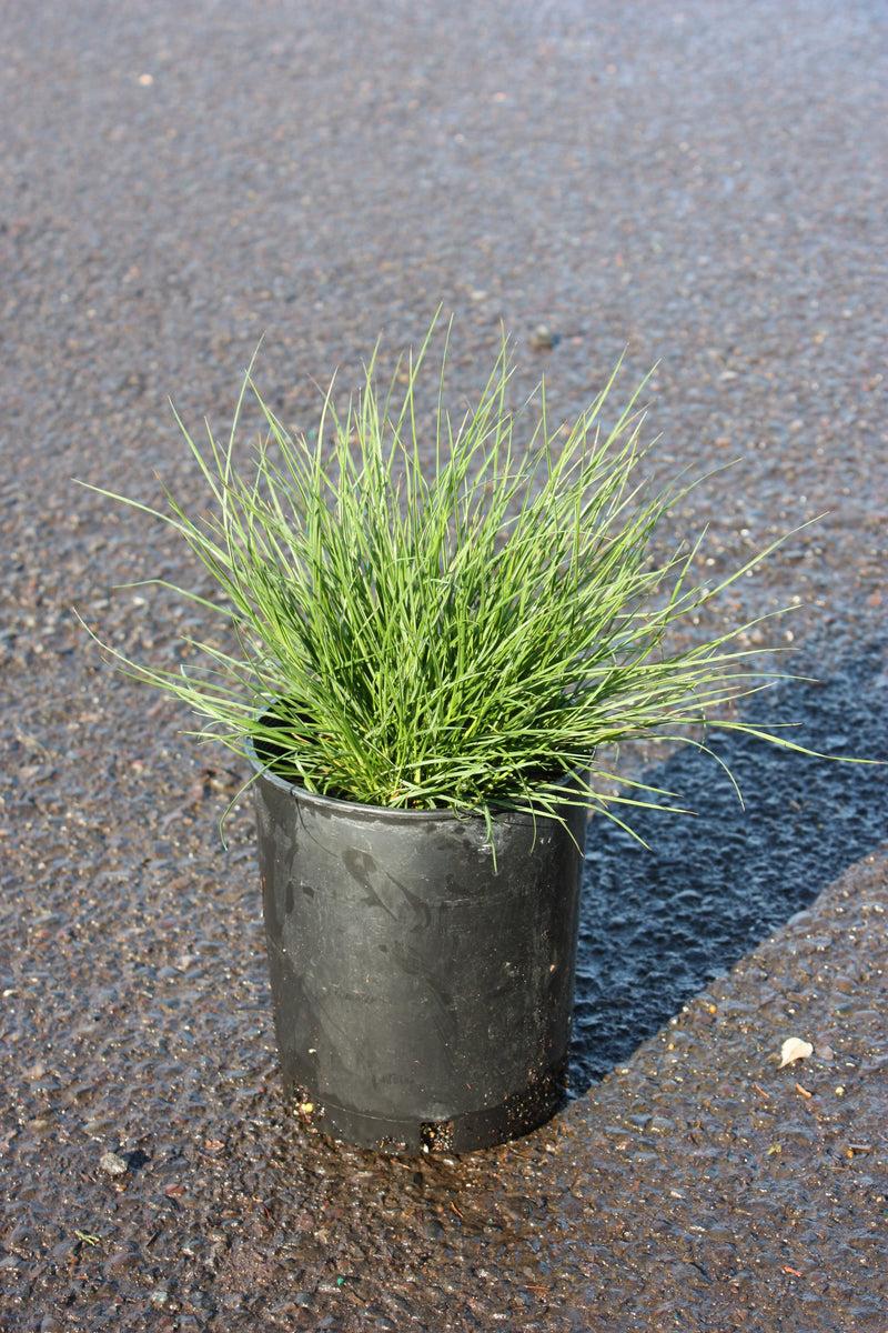 Grass, Pennisetum a. 'Little Bunny'