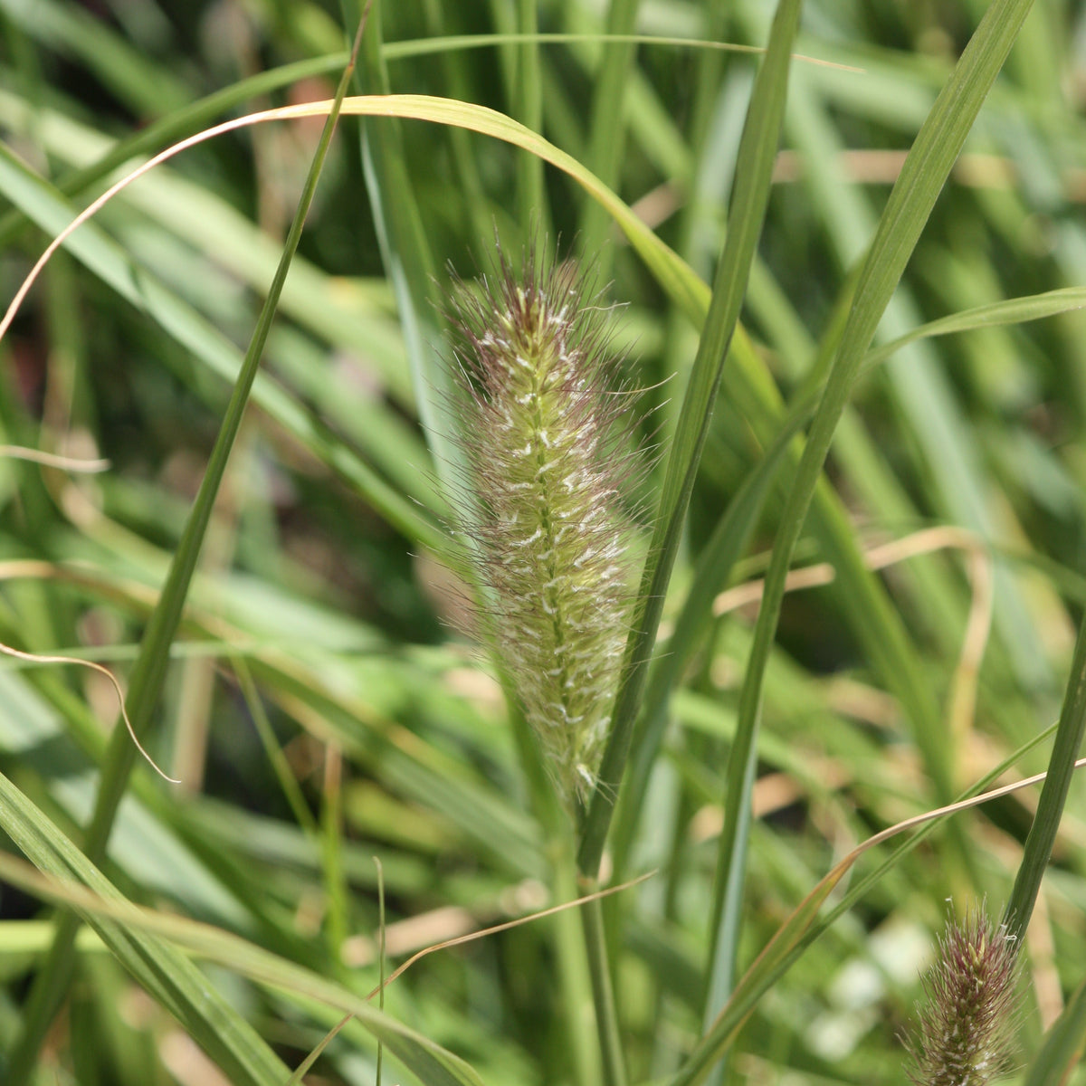 Grass, Pennisetum alopecuroides