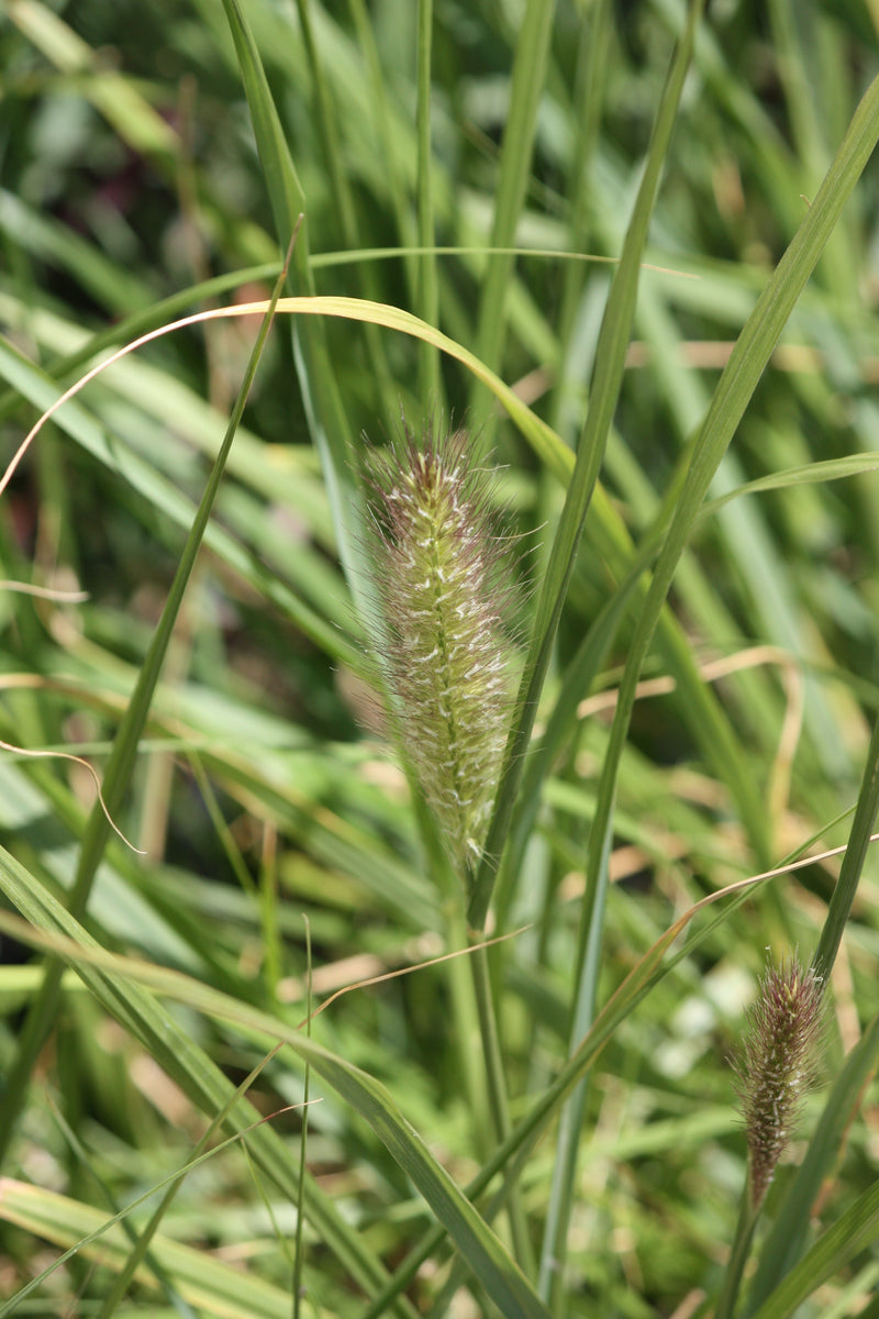 Grass, Pennisetum alopecuroides