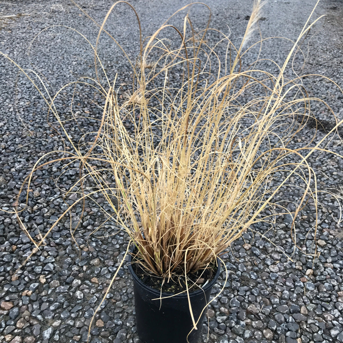 Grass, Pennisetum alopecuroides