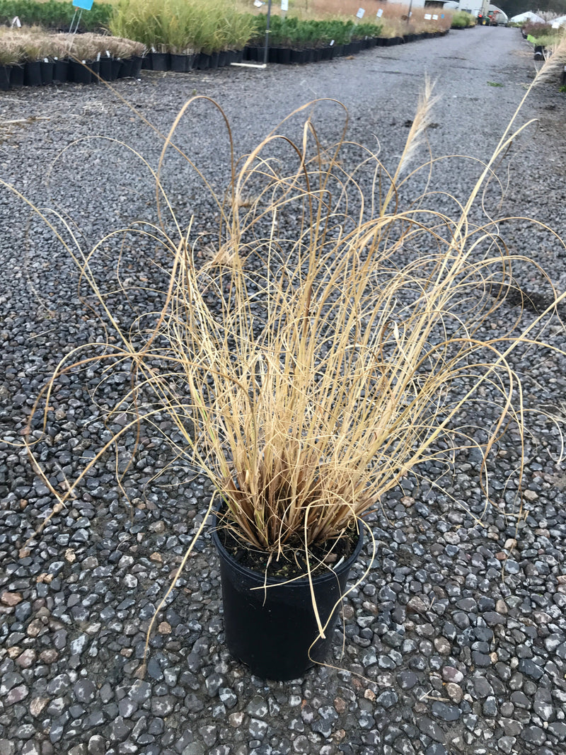 Grass, Pennisetum alopecuroides
