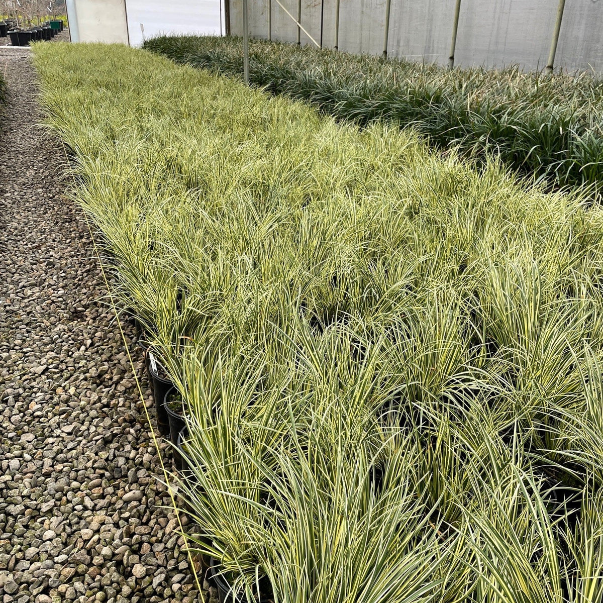 Grass, Acorus gramineus 'Variegatus'