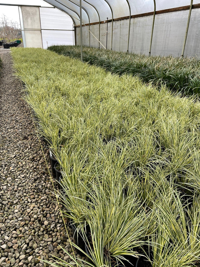 Grass, Acorus gramineus 'Variegatus'