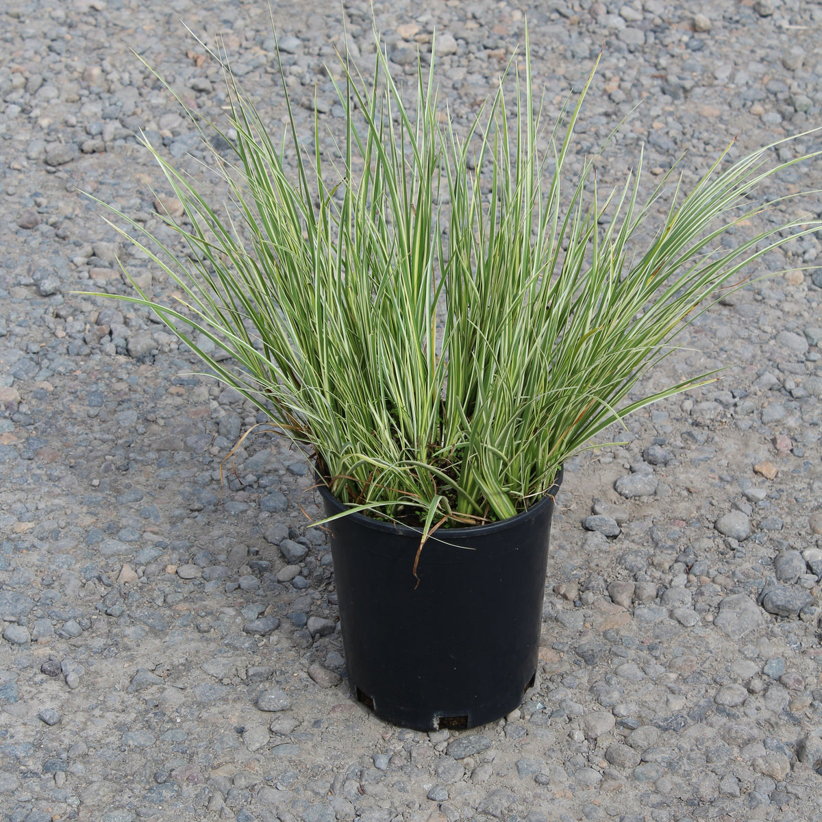 Grass, Acorus gramineus 'Variegatus'