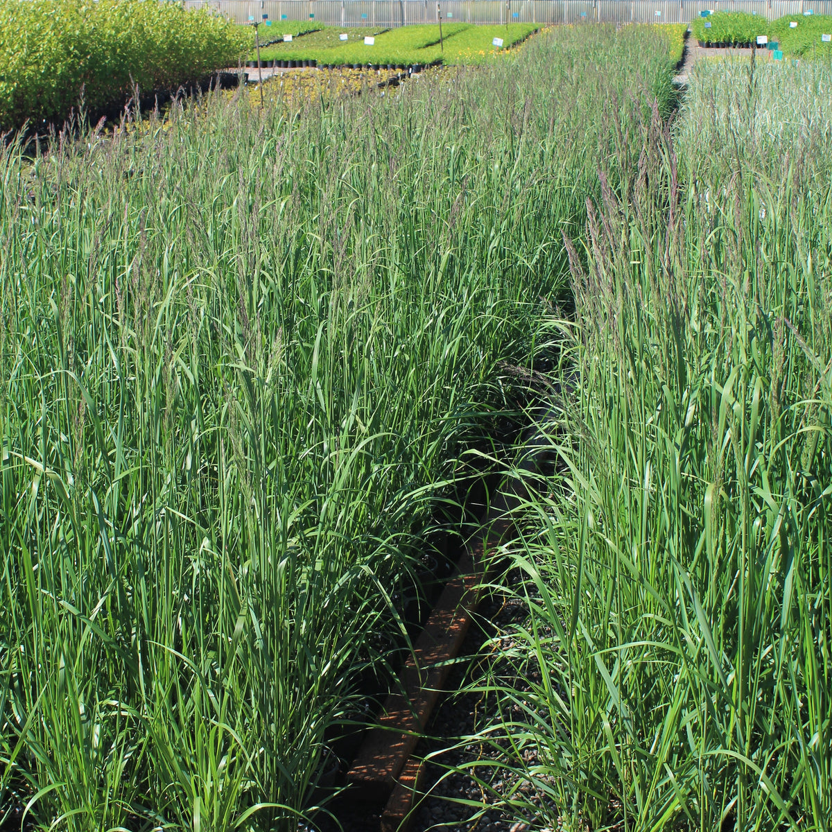 Grass, Calamagrostis a. 'Karl Foerster'