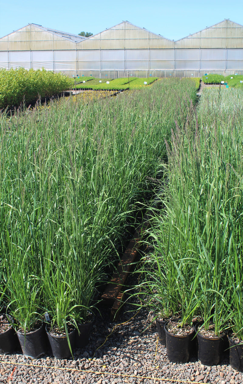 Grass, Calamagrostis a. 'Karl Foerster'