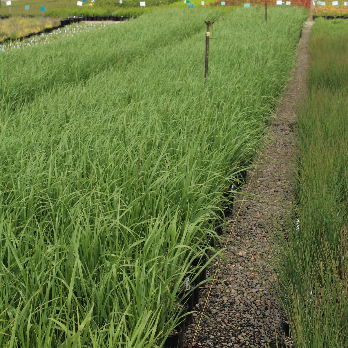 Grass, Calamagrostis a. 'Karl Foerster'
