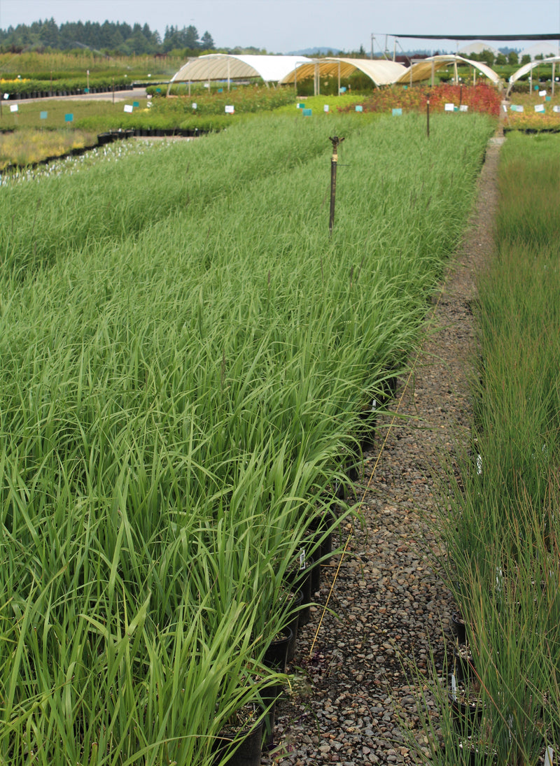 Grass, Calamagrostis a. 'Karl Foerster'