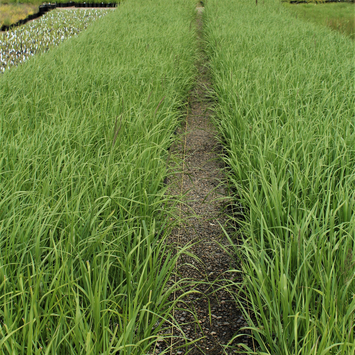 Grass, Calamagrostis a. 'Karl Foerster'