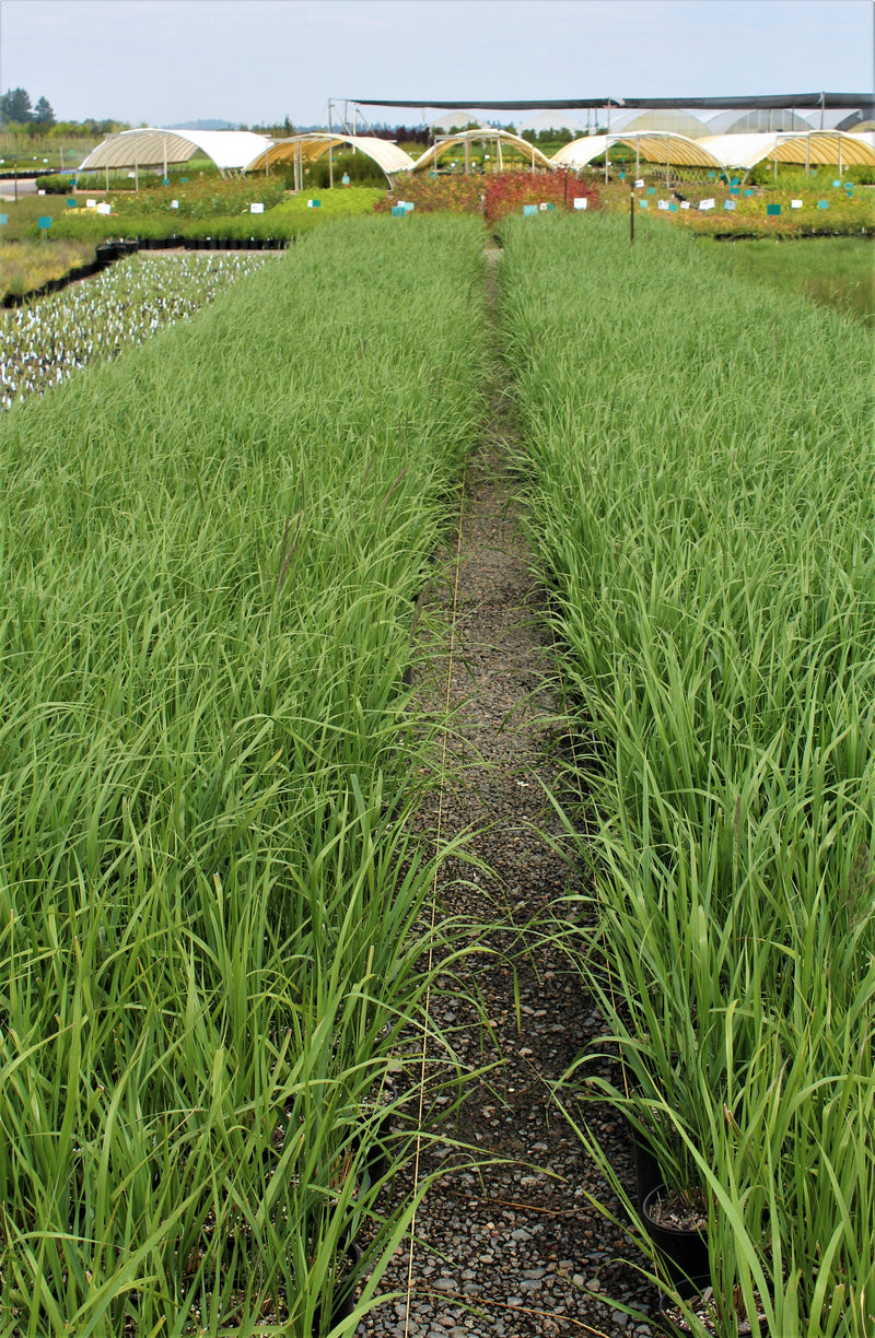 Grass, Calamagrostis a. 'Karl Foerster'