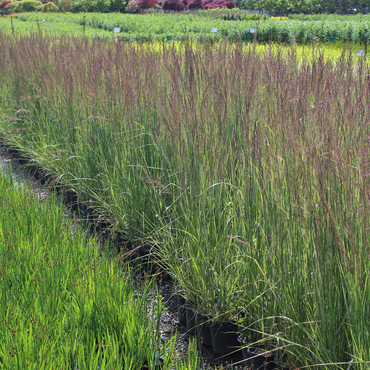 Grass, Calamagrostis a. 'Karl Foerster'