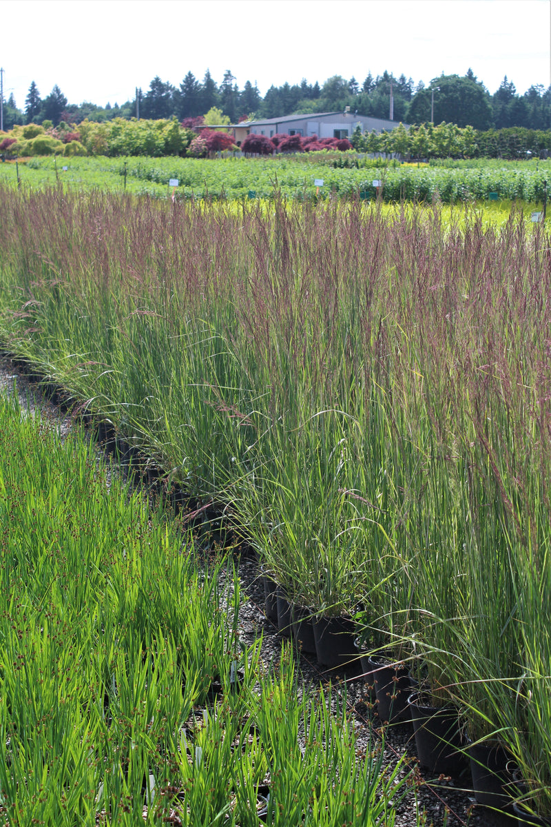 Grass, Calamagrostis a. 'Karl Foerster'