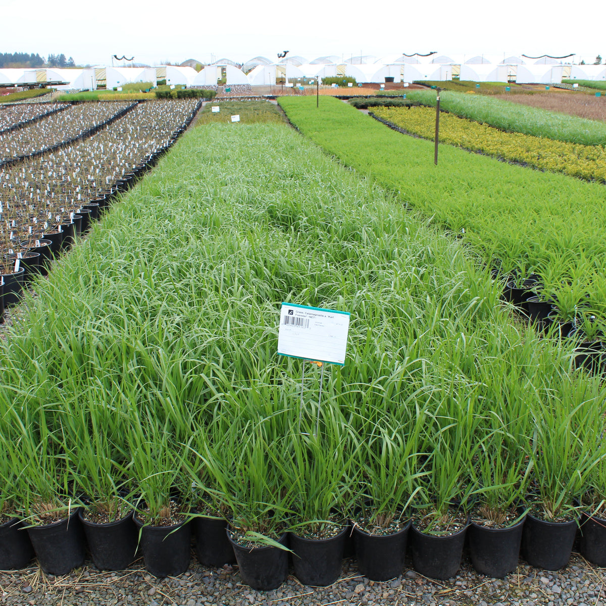 Grass, Calamagrostis a. 'Karl Foerster'