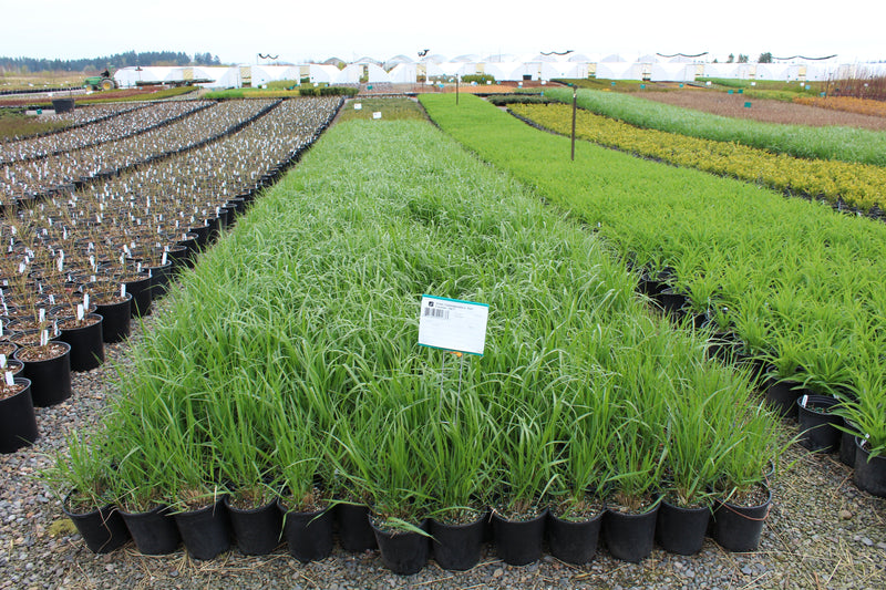 Grass, Calamagrostis a. 'Karl Foerster'