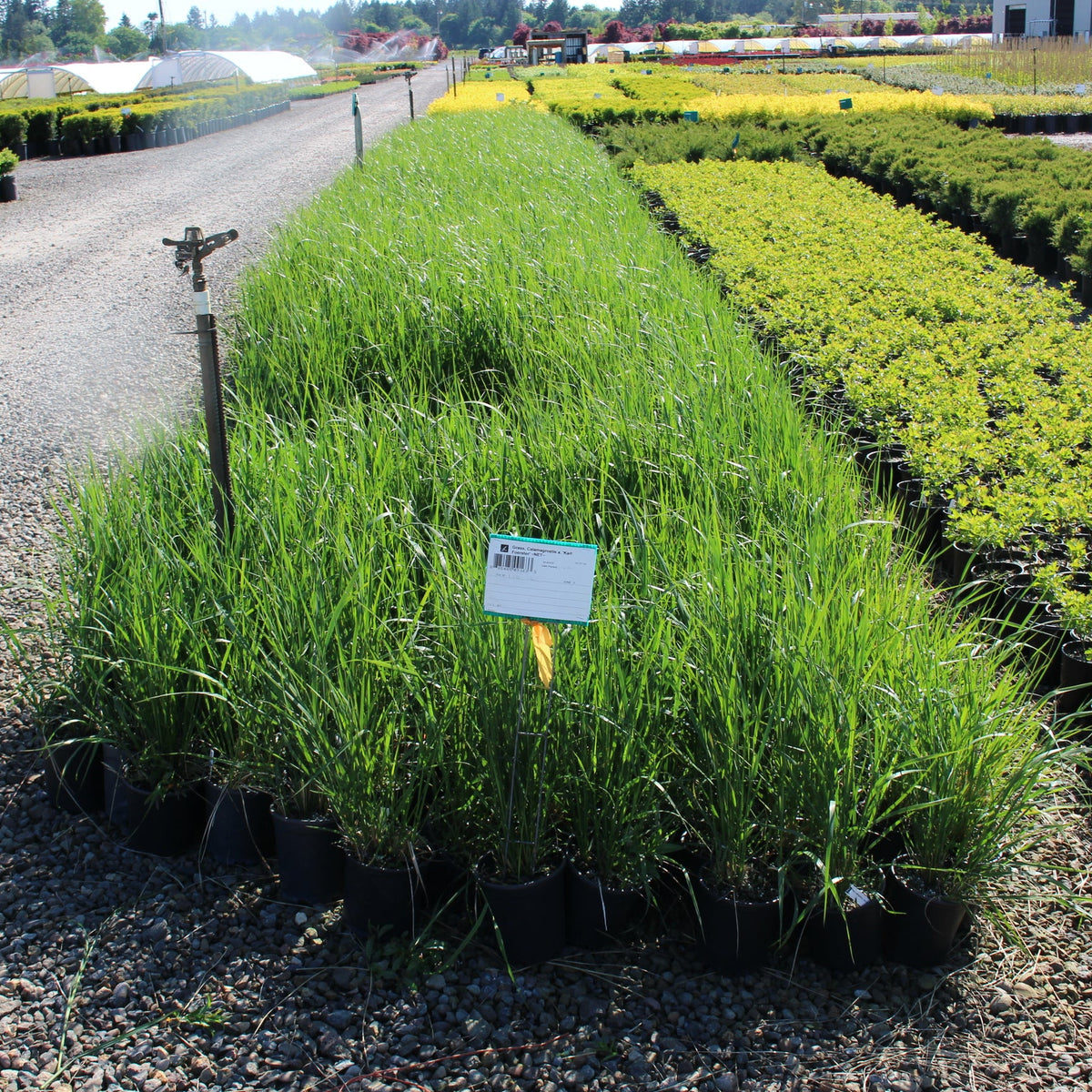 Grass, Calamagrostis a. 'Karl Foerster'