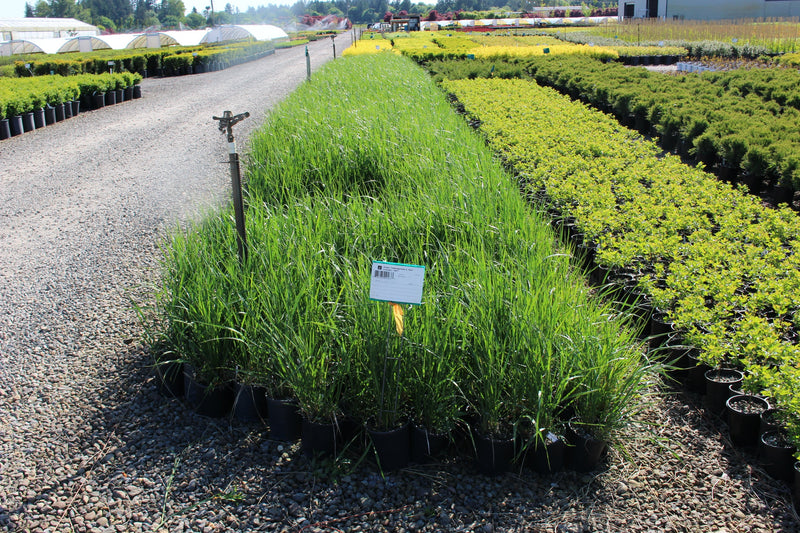 Grass, Calamagrostis a. 'Karl Foerster'