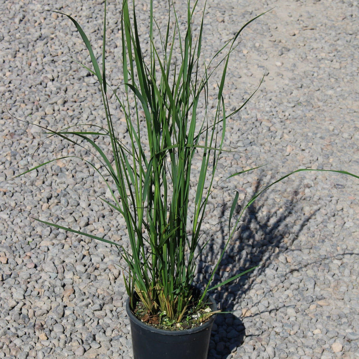 Grass, Calamagrostis a. 'Karl Foerster'