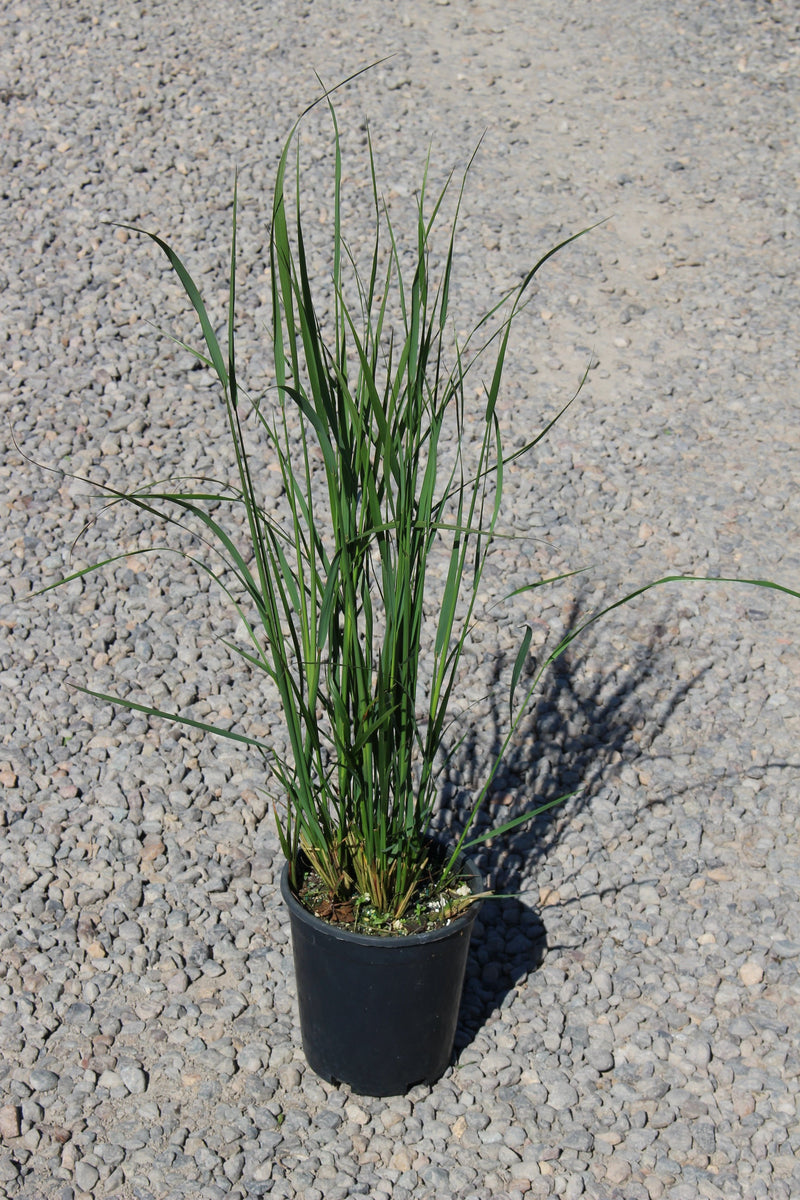 Grass, Calamagrostis a. 'Karl Foerster'