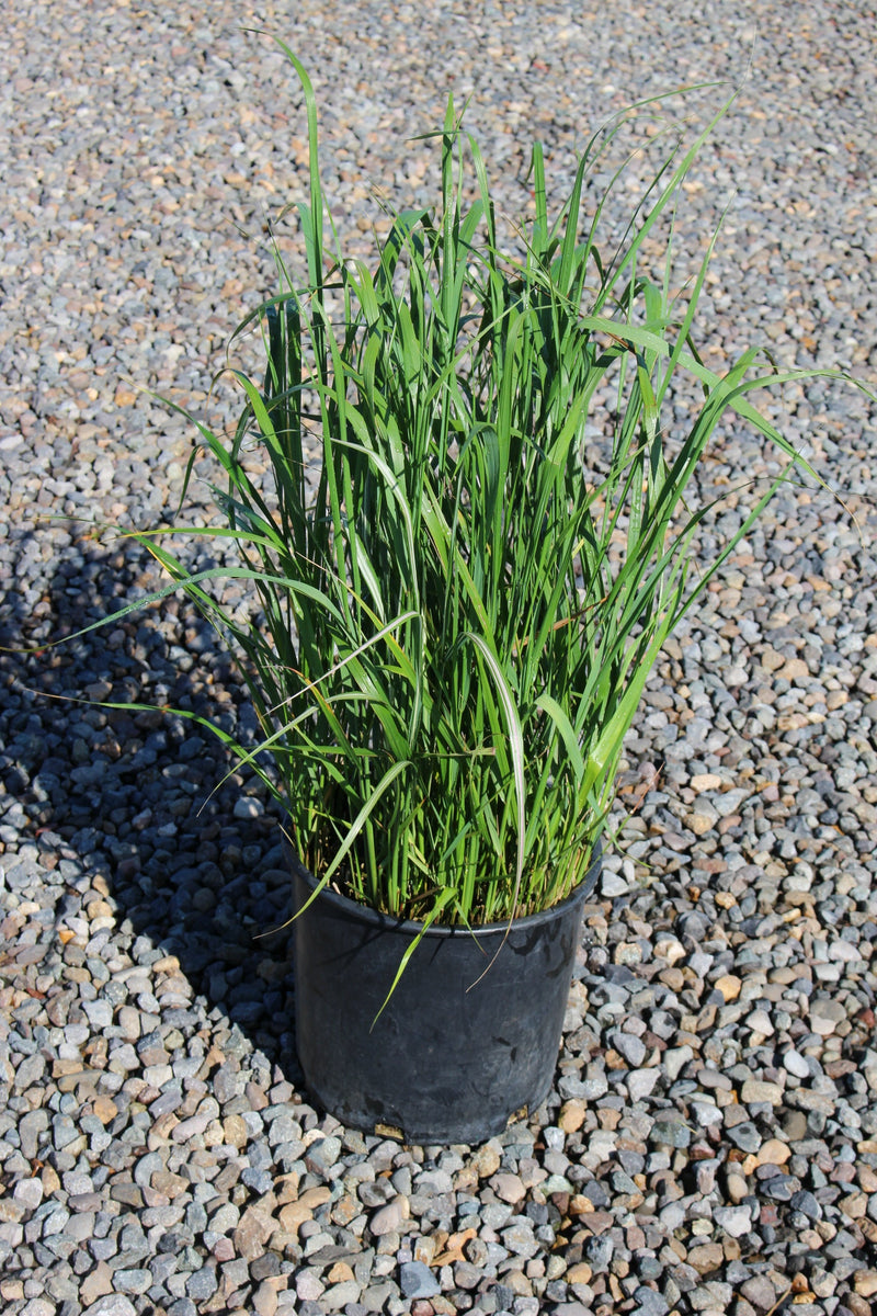 Grass, Calamagrostis a. 'Karl Foerster'