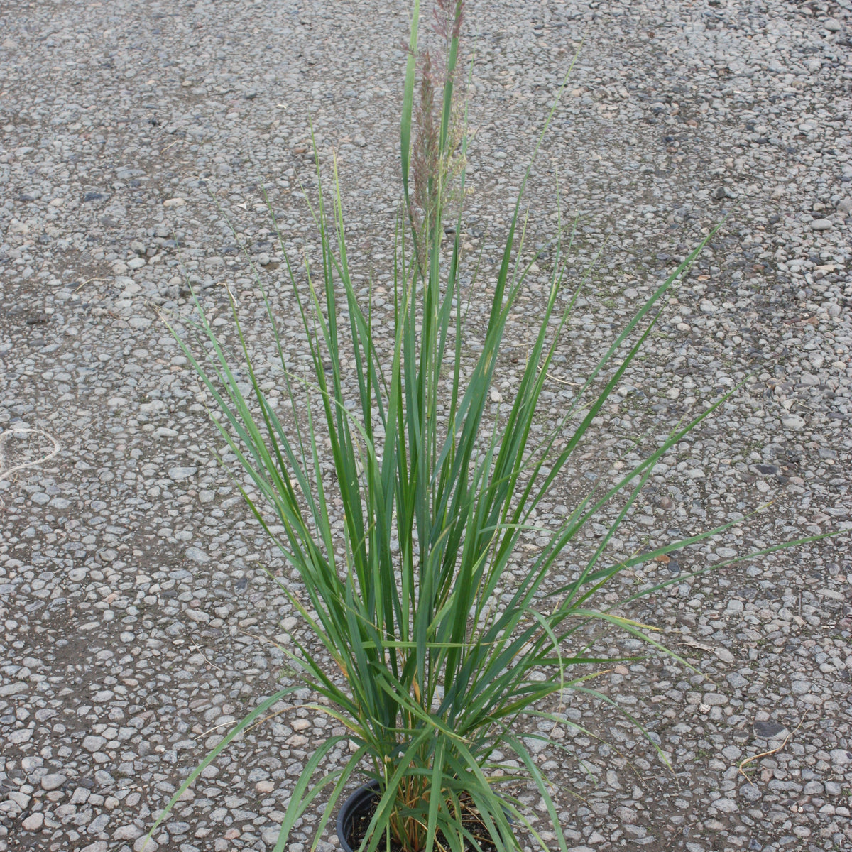 Grass, Calamagrostis a. 'Karl Foerster'