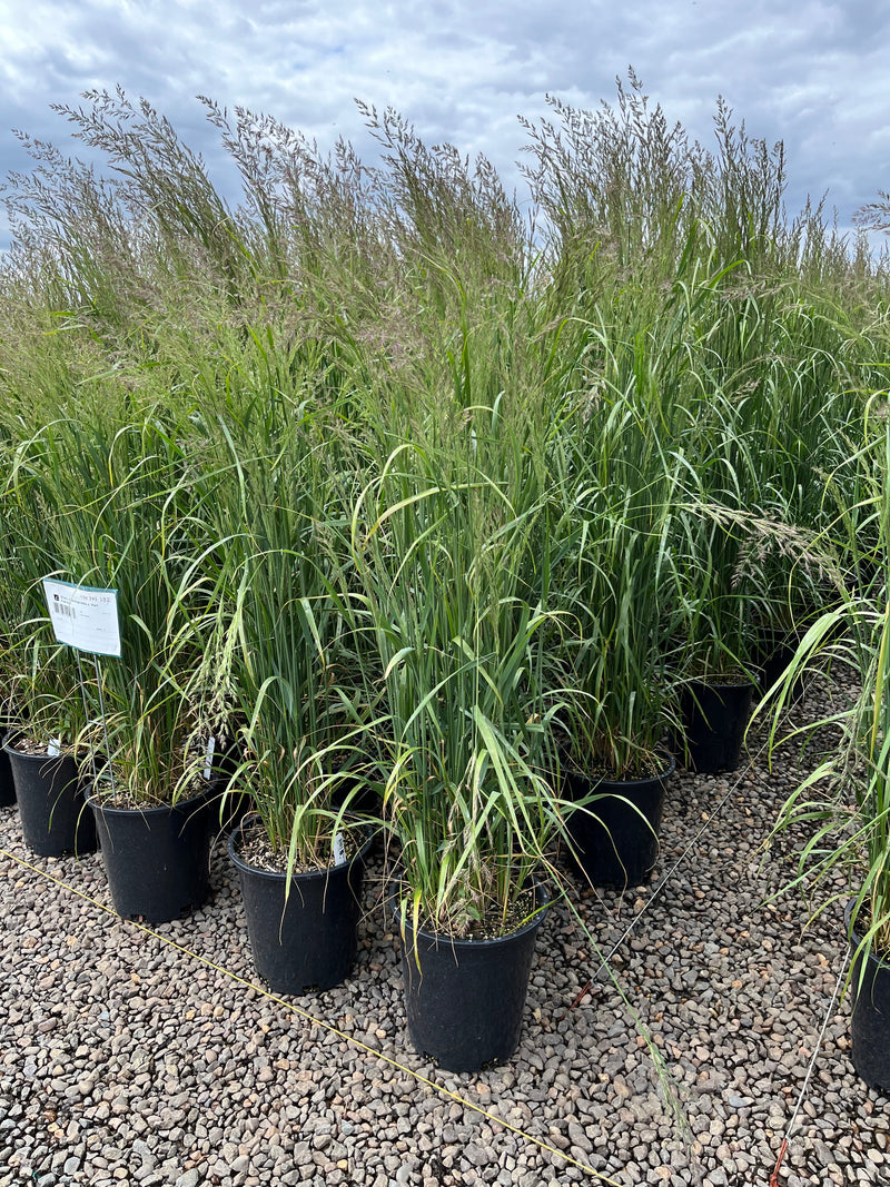 Grass, Calamagrostis a. 'Karl Foerster'