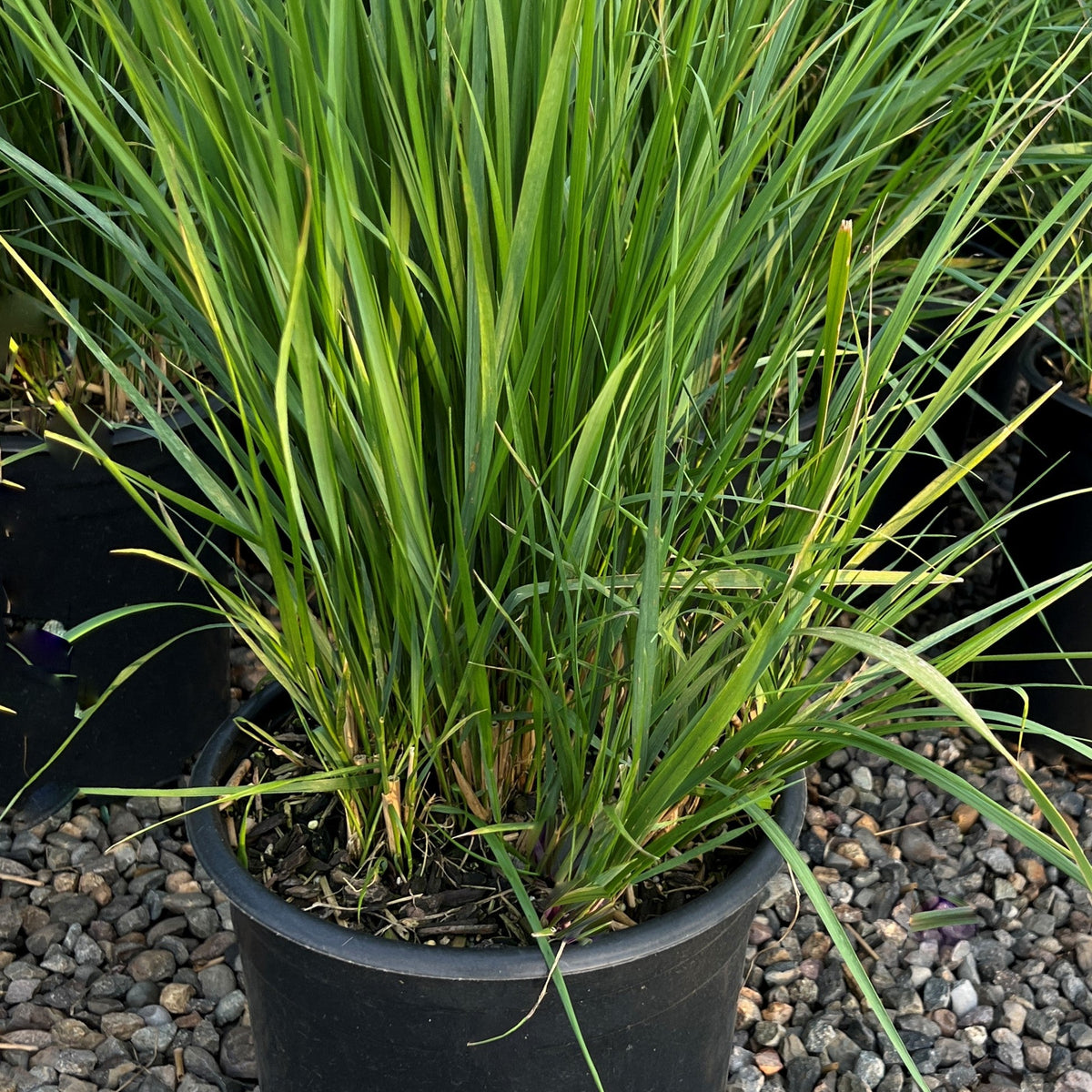 Grass, Calamagrostis a. 'Karl Foerster'
