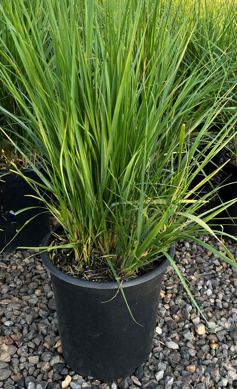Grass, Calamagrostis a. 'Karl Foerster'