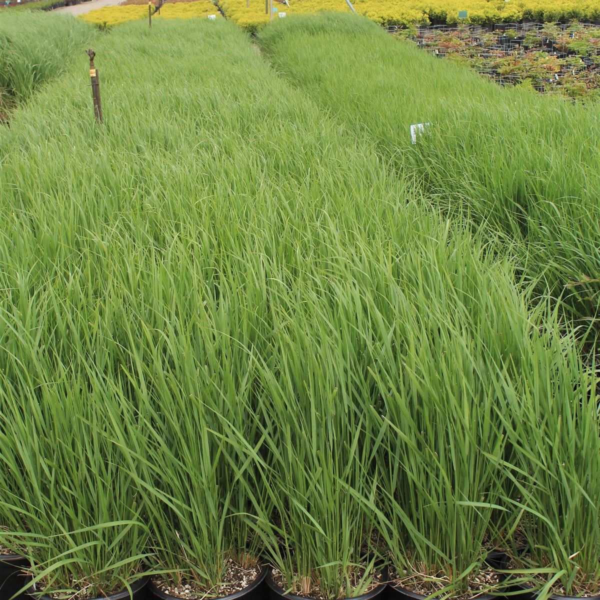 Grass, Calamagrostis a. 'Karl Foerster'