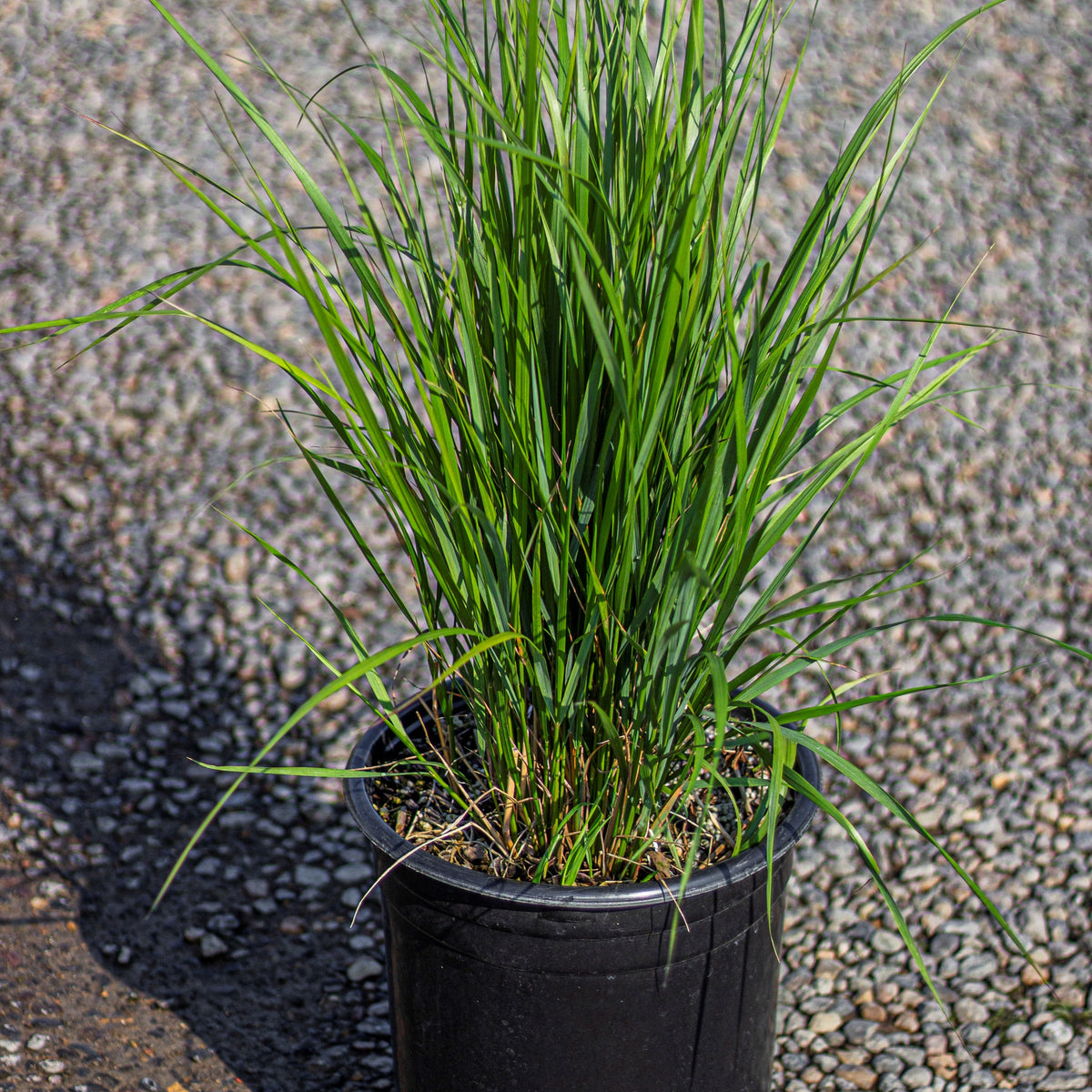 Grass, Calamagrostis a. 'Karl Foerster'