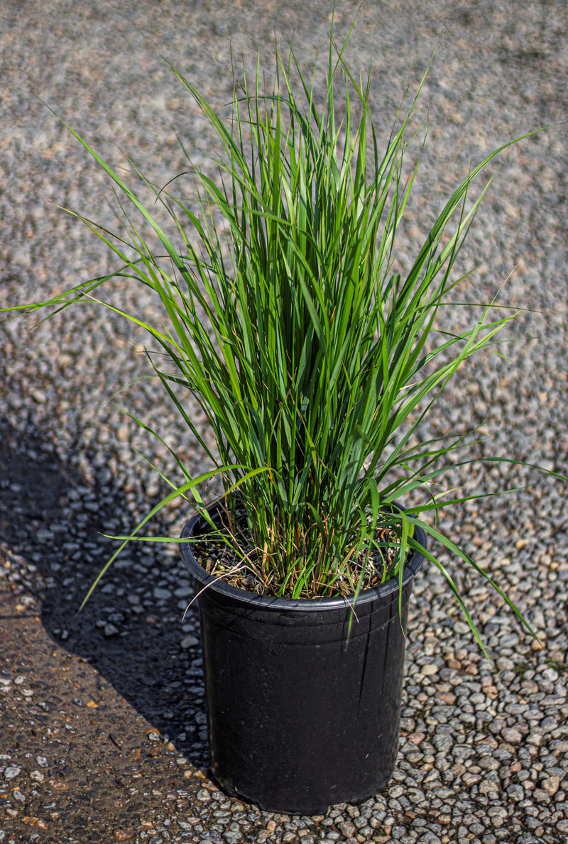 Grass, Calamagrostis a. 'Karl Foerster'