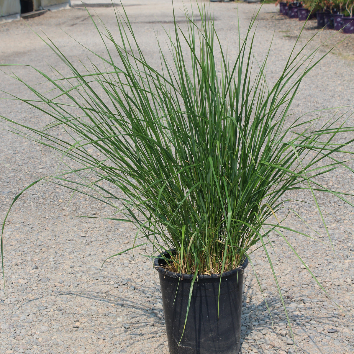 Grass, Calamagrostis a. 'Karl Foerster'