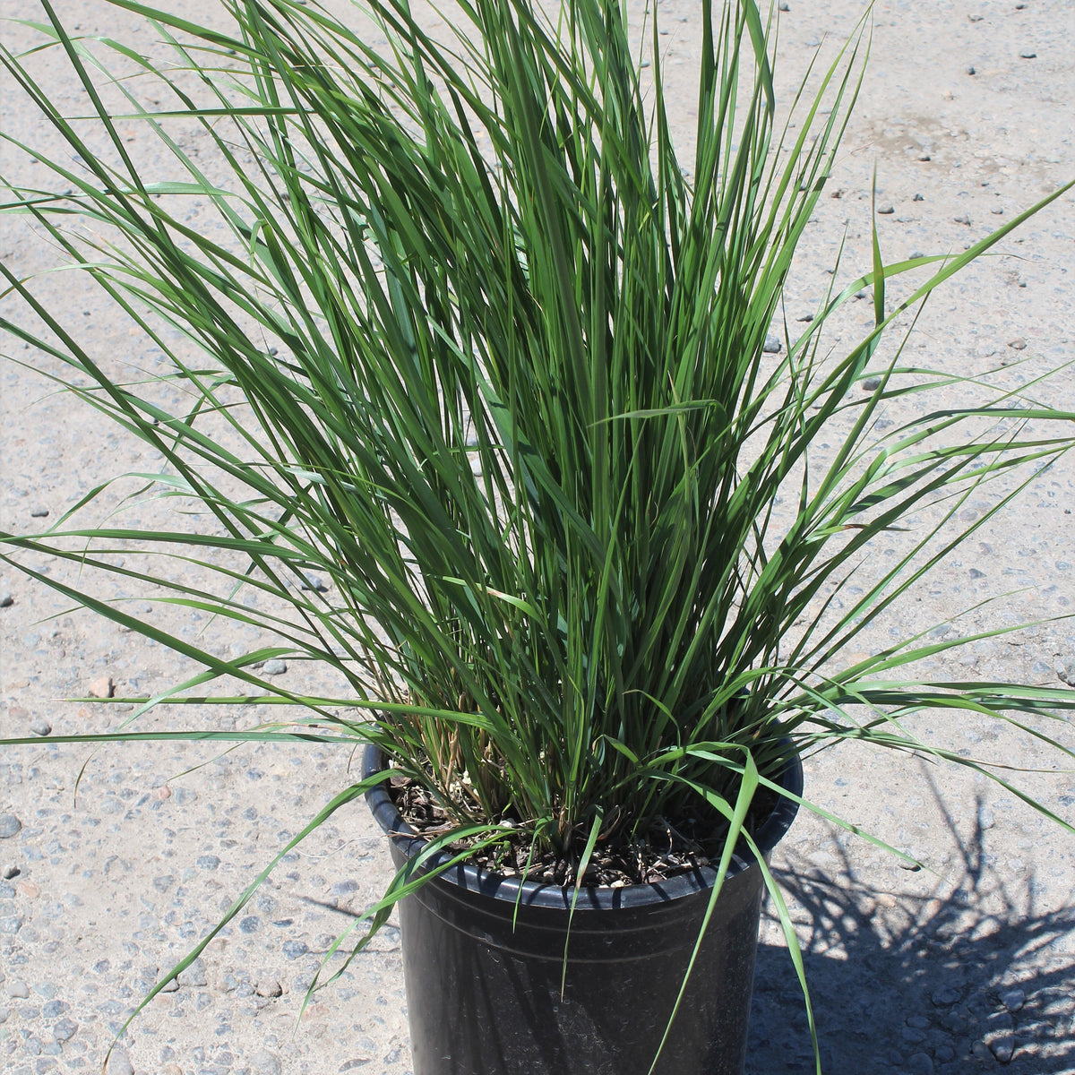 Grass, Calamagrostis a. 'Karl Foerster'
