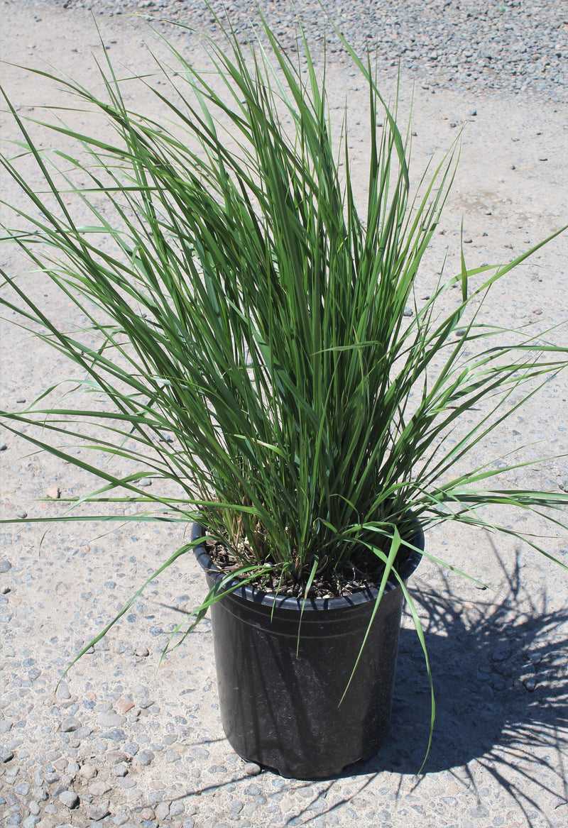 Grass, Calamagrostis a. 'Karl Foerster'