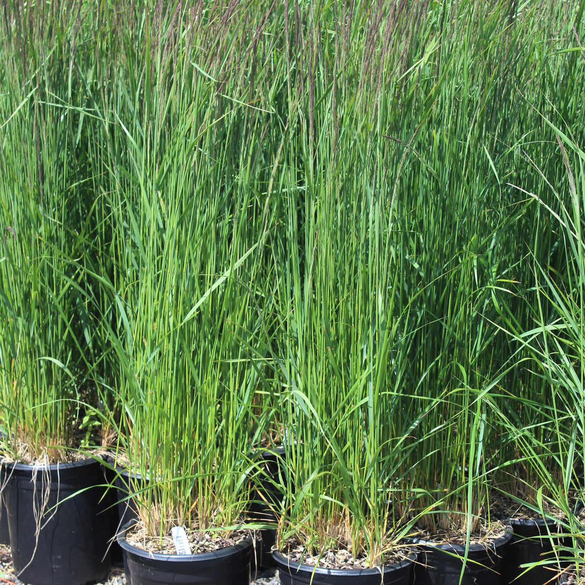 Grass, Calamagrostis a. 'Karl Foerster'