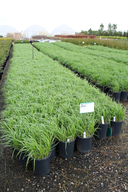 Grass, Calamagrostis a. 'Karl Foerster'