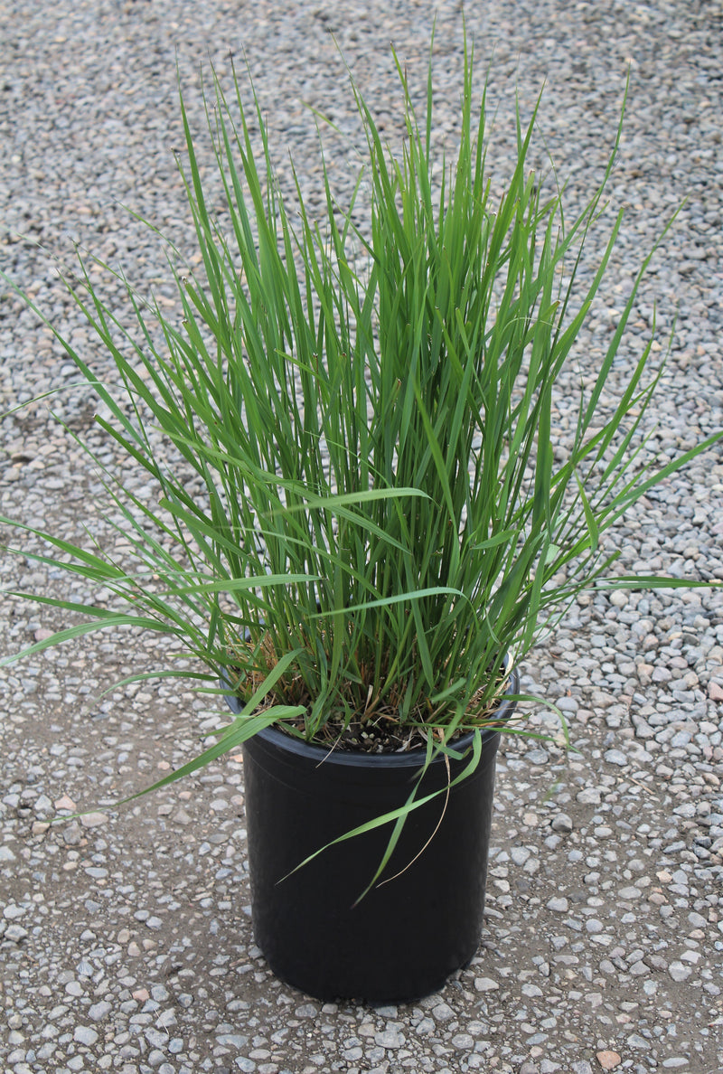 Grass, Calamagrostis a. 'Karl Foerster'