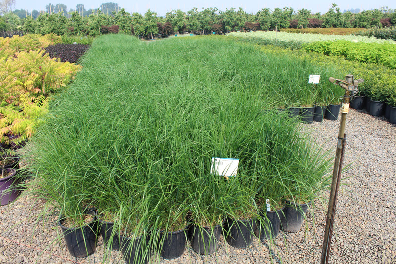 Grass, Calamagrostis a. 'Karl Foerster'