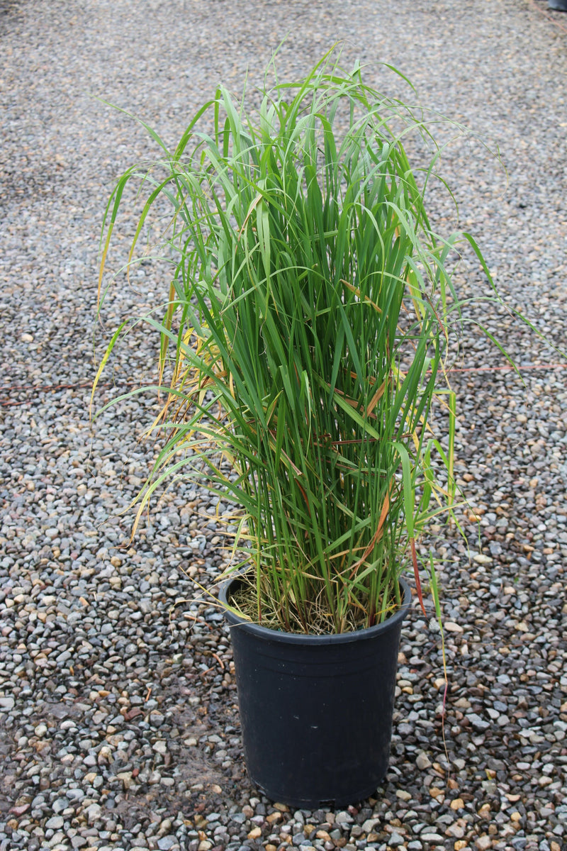 Grass, Calamagrostis a. 'Karl Foerster'
