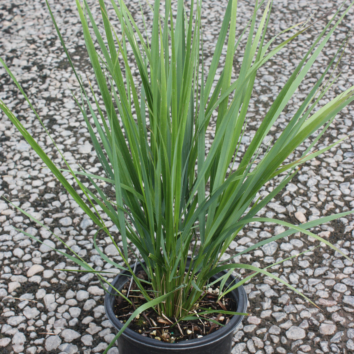 Grass, Calamagrostis a. 'Karl Foerster'