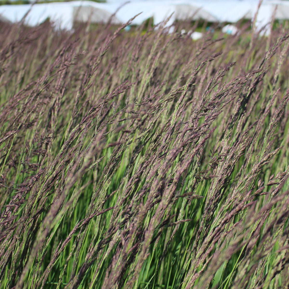 Grass, Calamagrostis a. 'Karl Foerster'