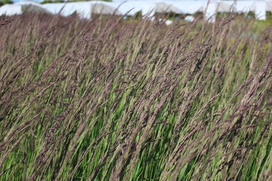 Grass, Calamagrostis a. 'Karl Foerster'