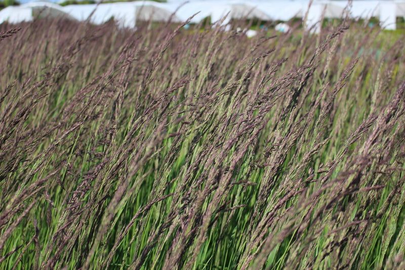 Grass, Calamagrostis a. 'Karl Foerster'