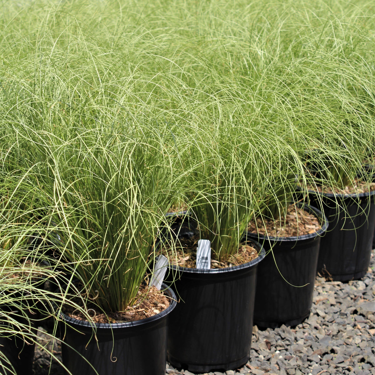 Grass, Carex comans 'Frosted Curls'