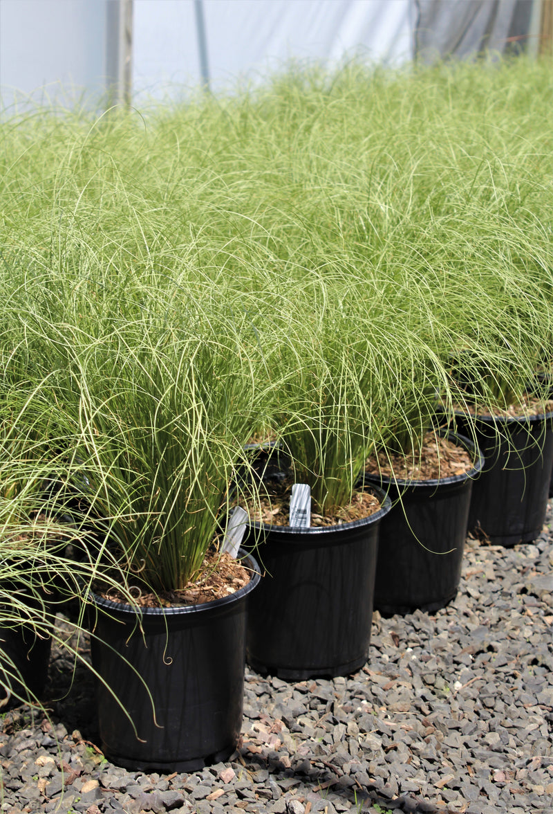 Grass, Carex comans 'Frosted Curls'