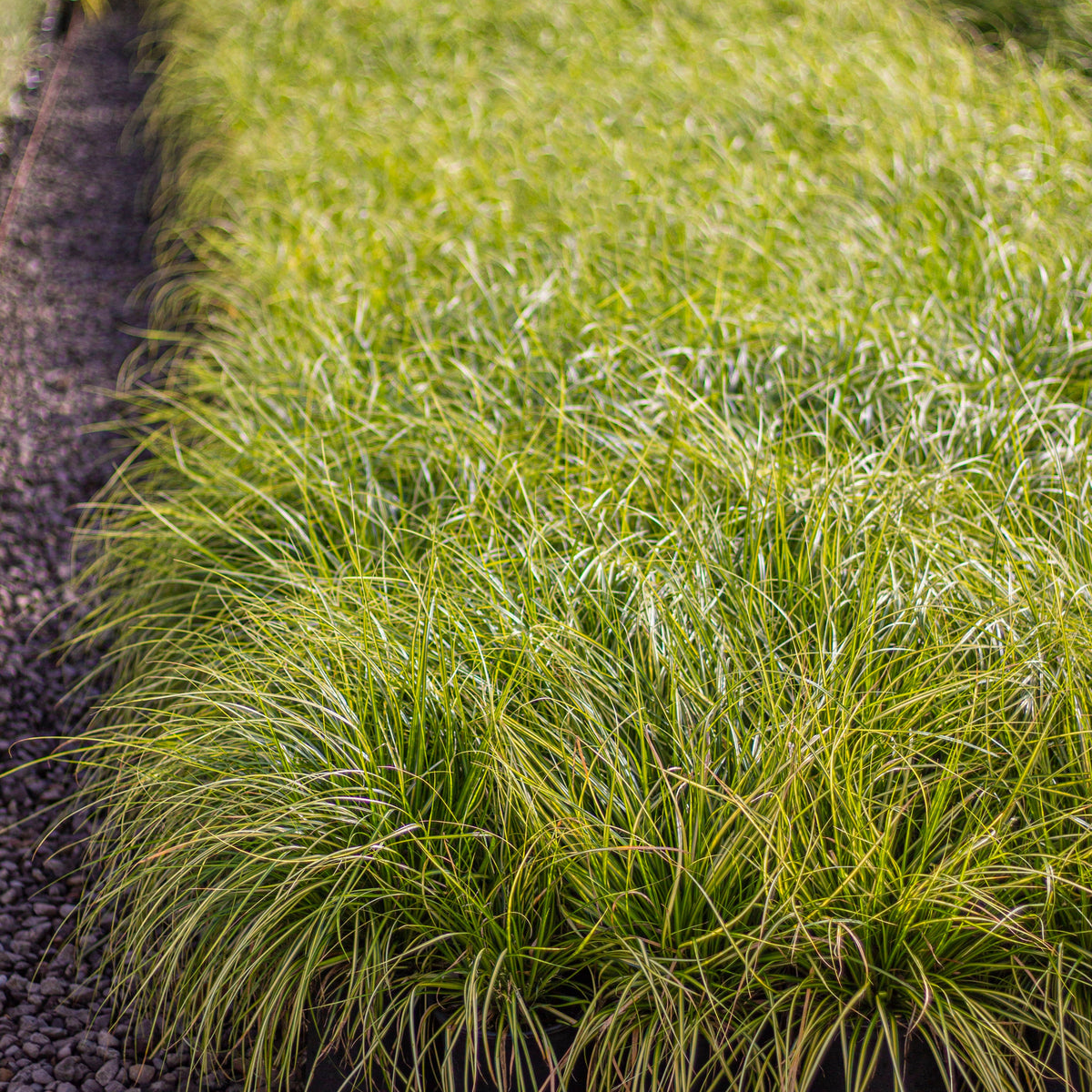 Grass, Carex d. GOLD FOUNTAINS™