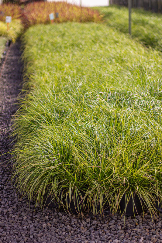 Grass, Carex d. GOLD FOUNTAINS™