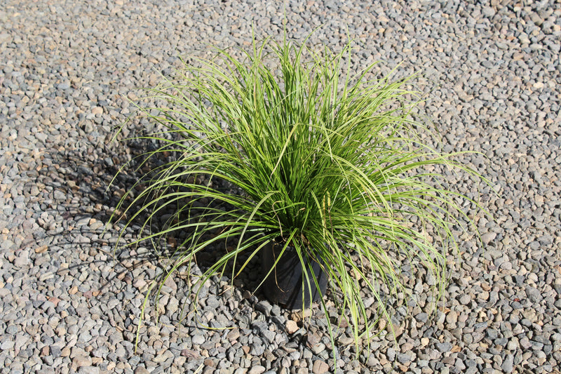 Grass, Carex d. GOLD FOUNTAINS™