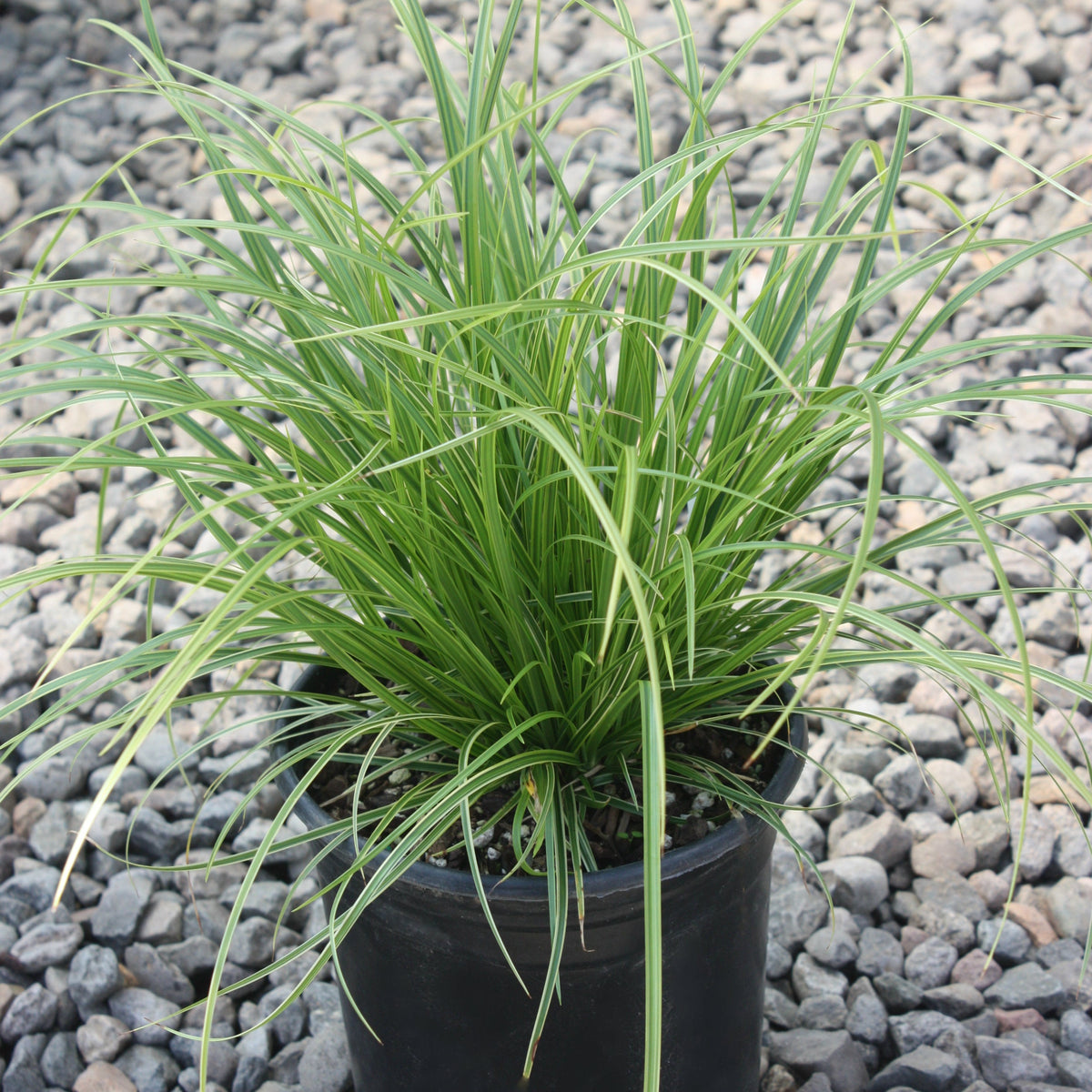 Grass, Carex d. GOLD FOUNTAINS™