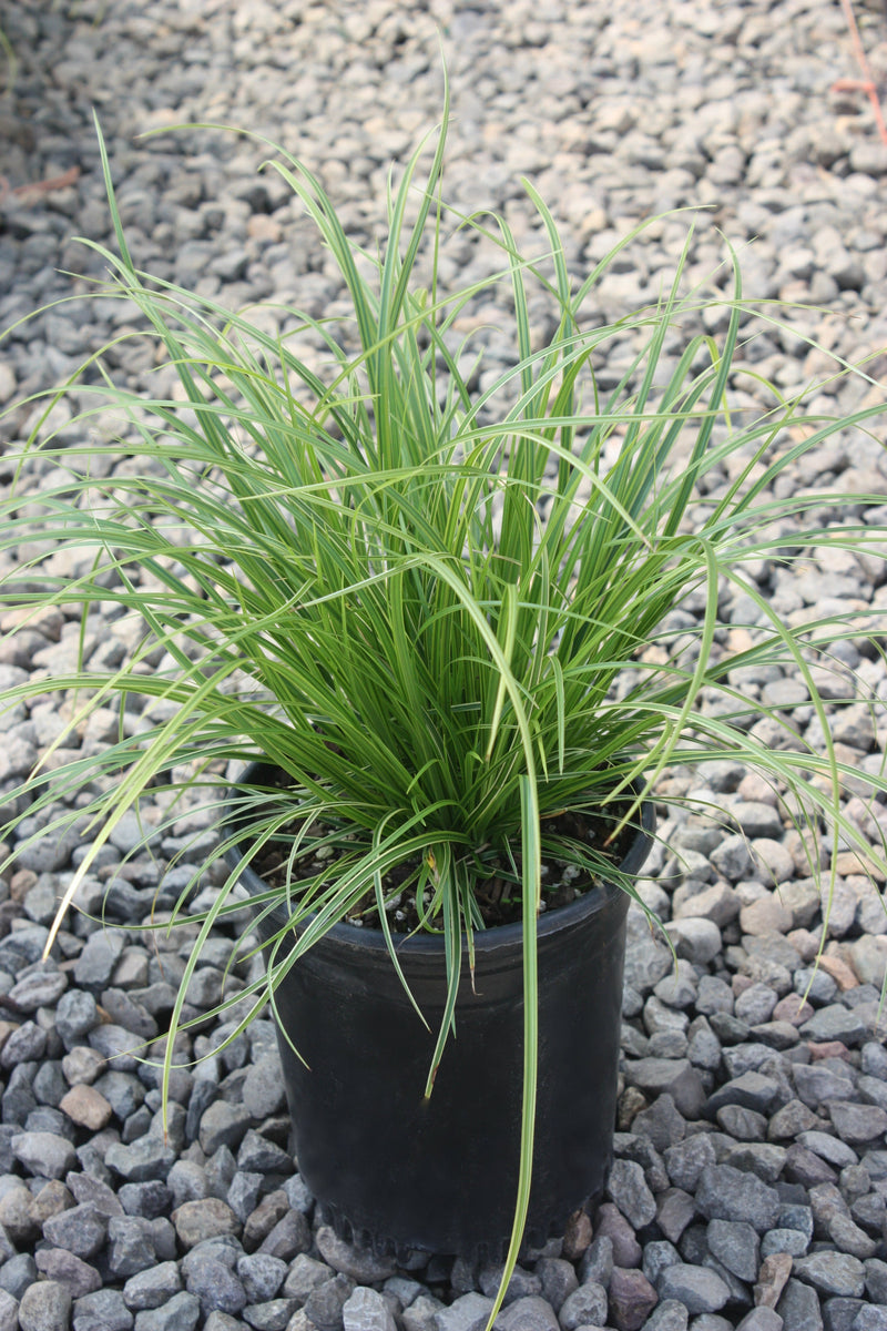 Grass, Carex d. GOLD FOUNTAINS™