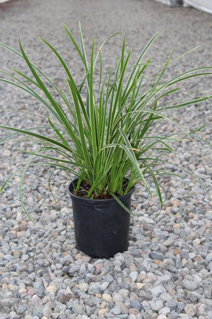 Grass, Carex mo. 'Ice Dance'